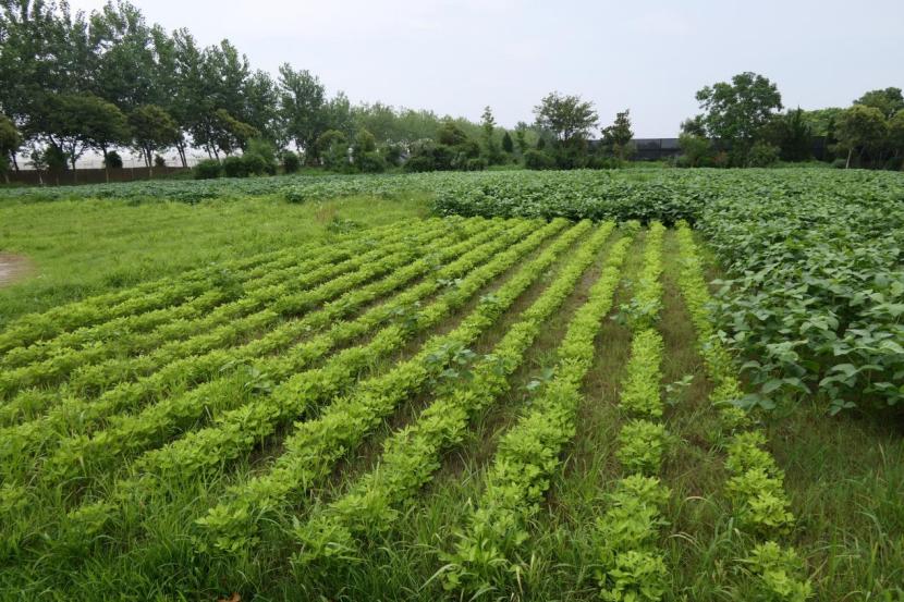 投资少回收快的小农场该如何做,搞一个5亩的小农场要投资多少钱