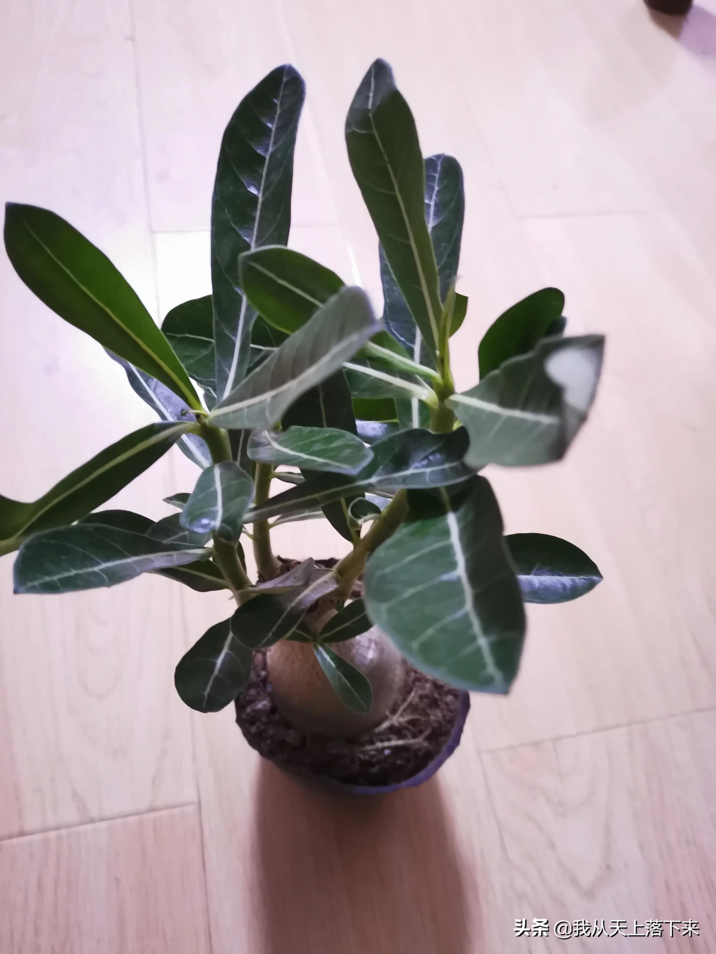 多肉品种及图片大全欣赏,多肉品种辨别图片大全欣赏