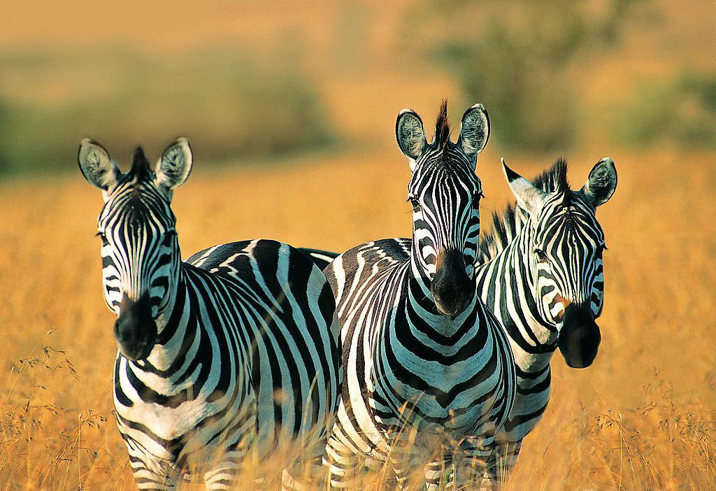 马必须要装马蹄铁吗,马为什么要佩戴马蹄铁