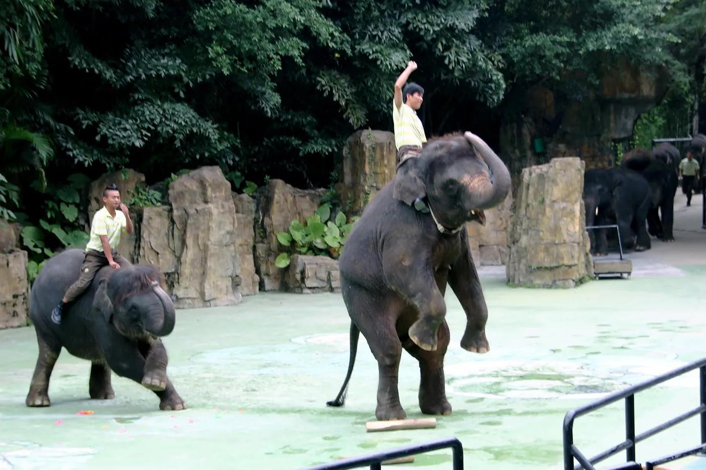 广州长隆野生动物园全部动物,广州长隆野生动物园所有动物介绍