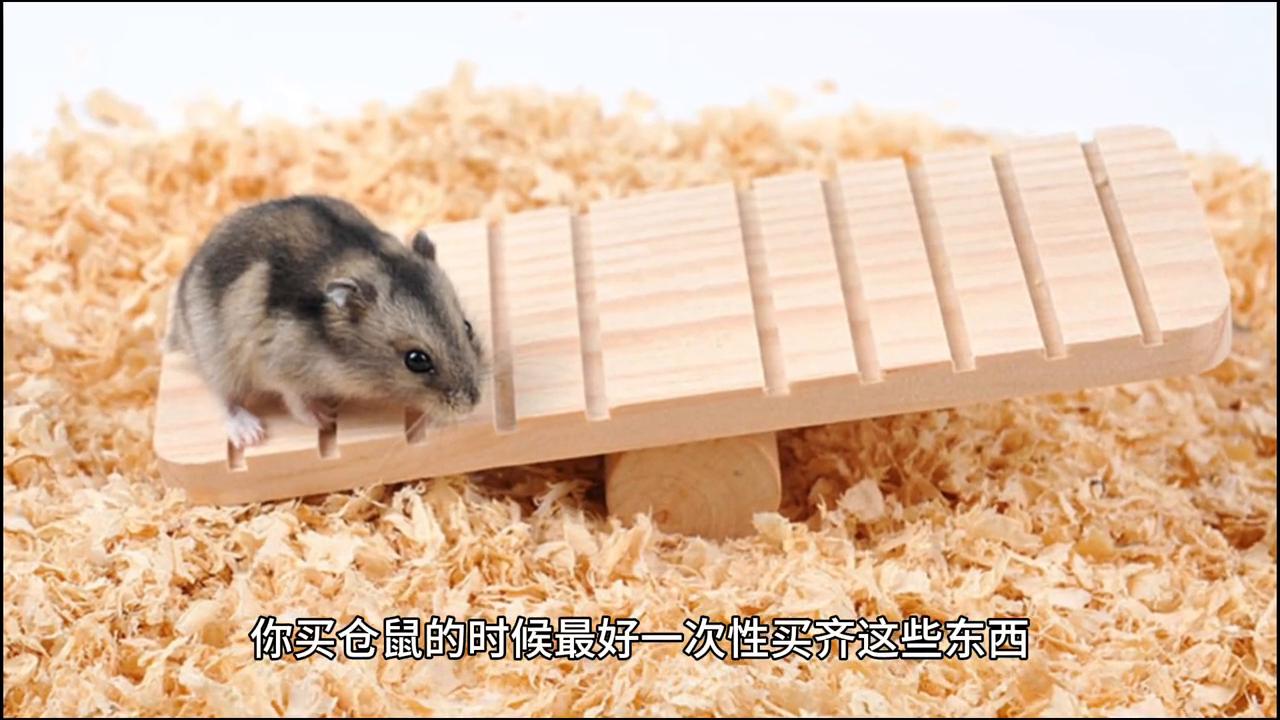 怎样养仓鼠让仓鼠喜欢你,仓鼠新手怎样养仓鼠