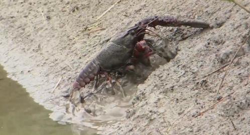 小伙养龙虾,小伙养十只大龙虾