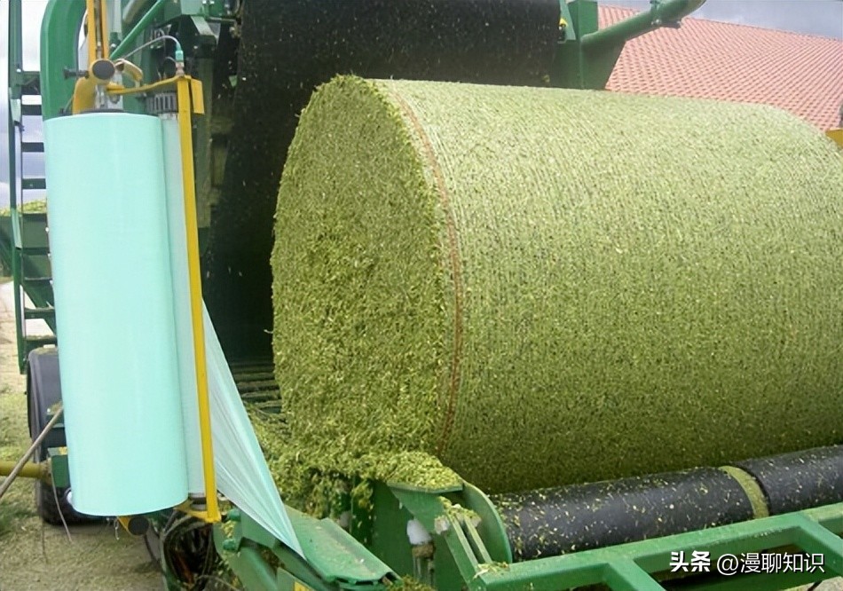 象草与巨菌草的生长范围,柱花草介绍