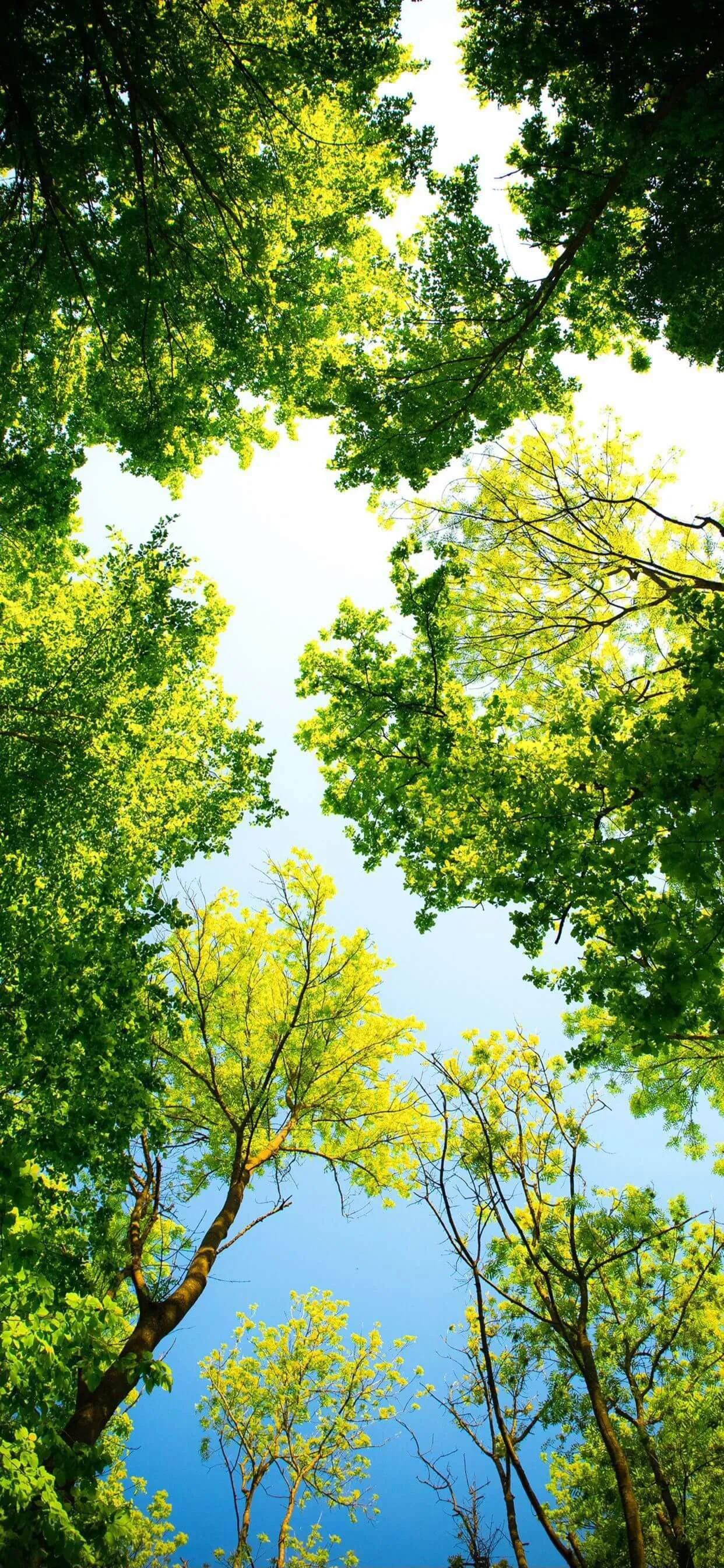 苹果14超清壁纸图片,苹果14高清壁纸4k全屏动漫