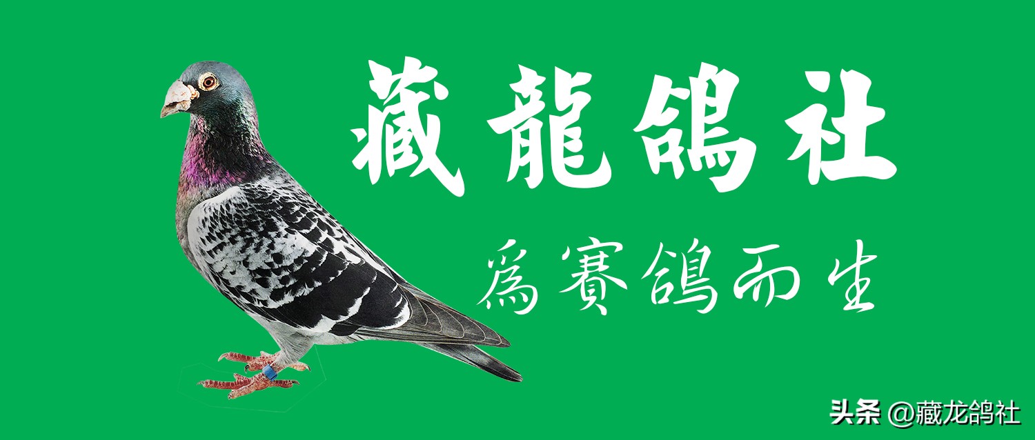 赛鸽探秘鸽眼之谜,赛鸽鸽眼讲解图