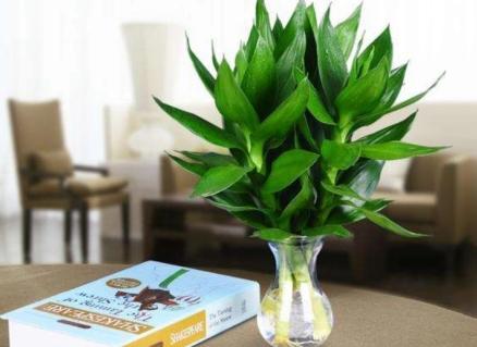 观音竹叶片发黄怎么治,观音竹水培叶尖发黄补救小妙招