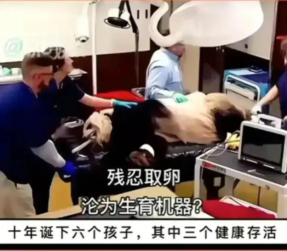 熊猫界几大家族,熊猫的种类有多少种