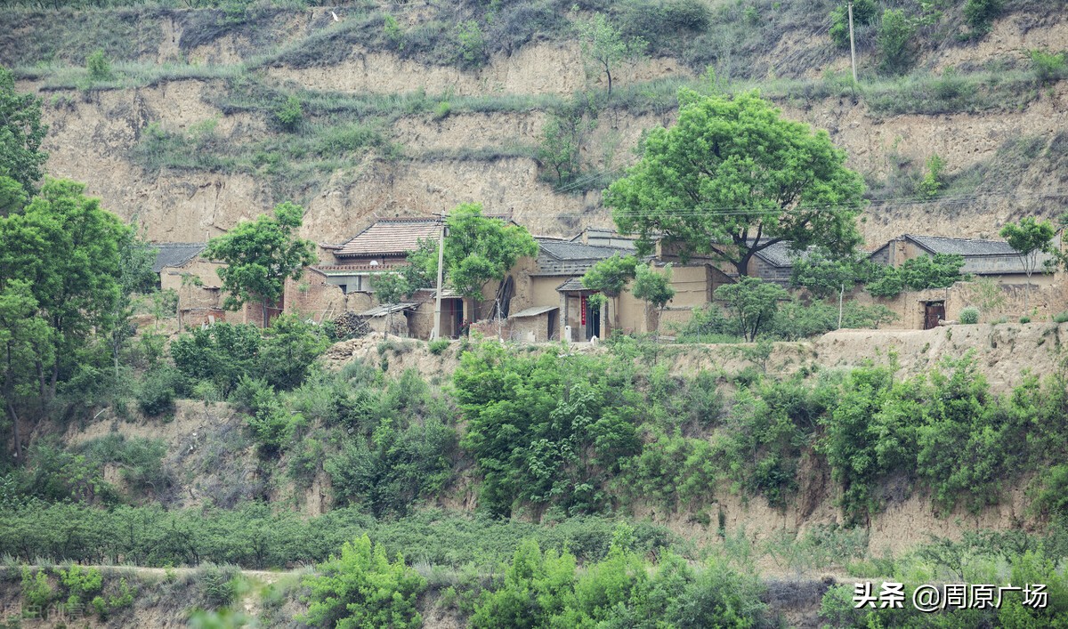 唐都浪子《饥荒年代关中往事》之：烧毛豆