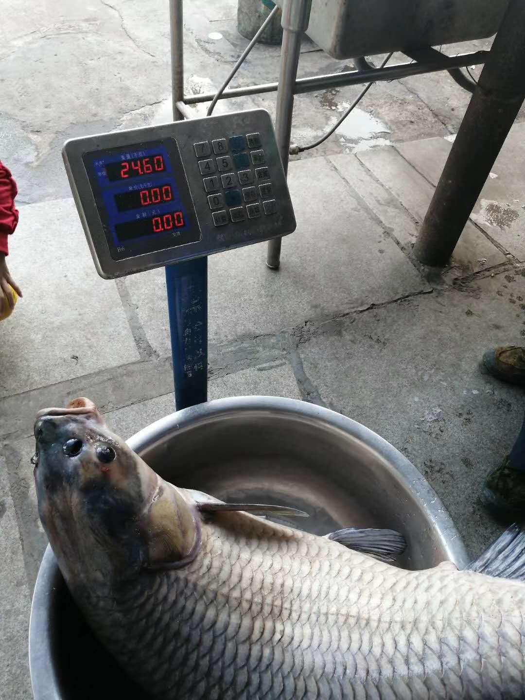 钓鱼终生难忘,钓鱼的遗憾