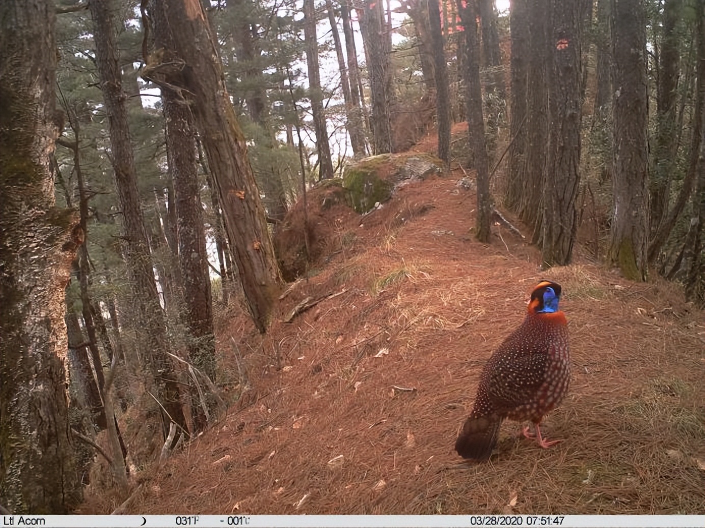 自然秘境大图鉴鸟类王国,奇妙大自然探秘鸟类世界