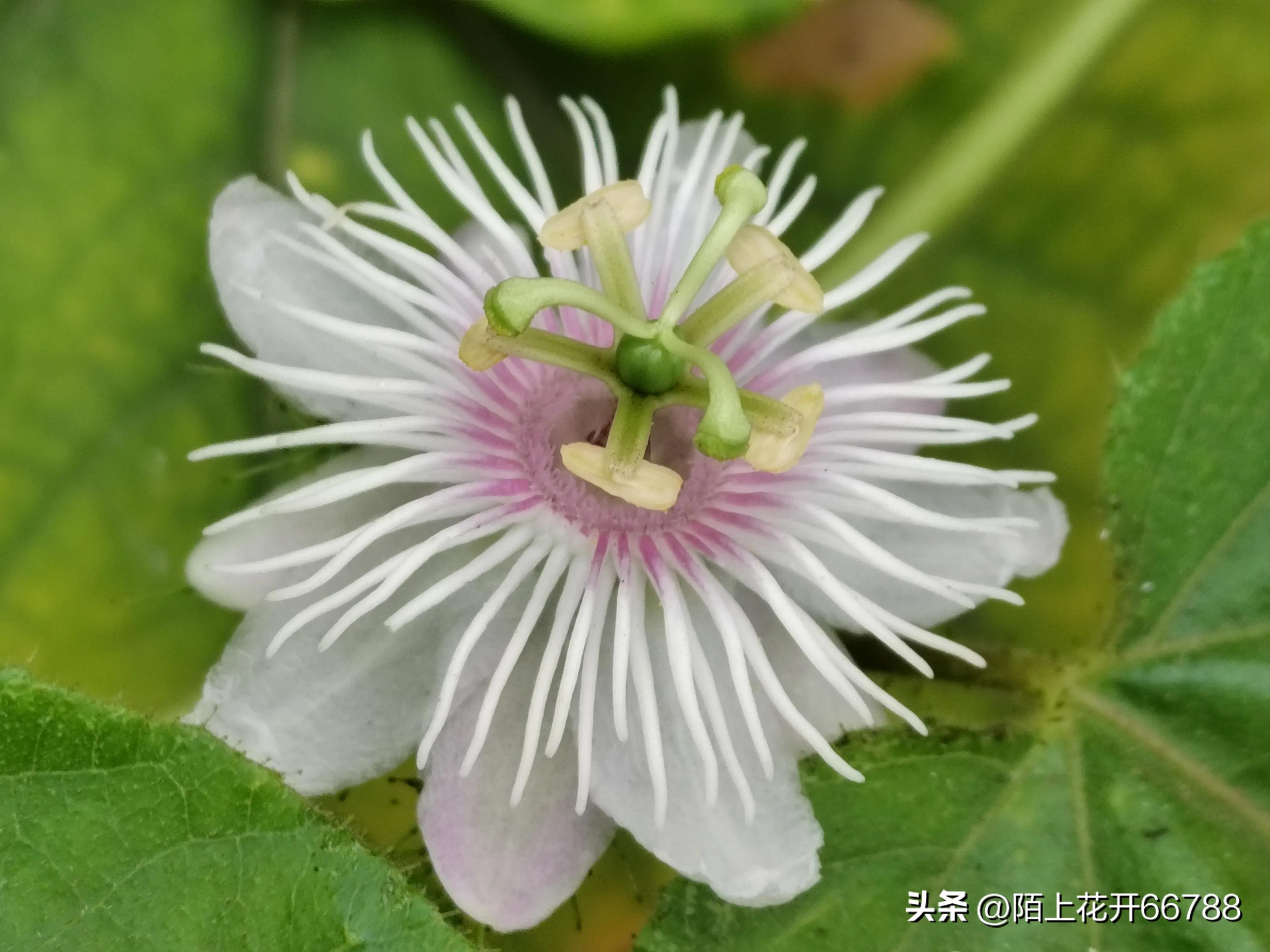 靠独特香味吸食昆虫的龙珠花精美绝伦，果实药用价值很高