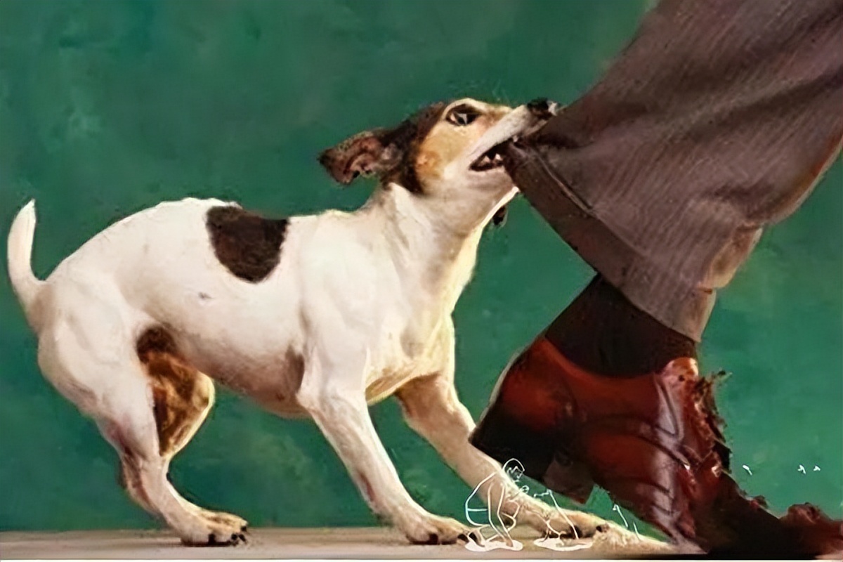 狗狗有哪些征兆是生病了,狗狗患上狂犬病的几种表现