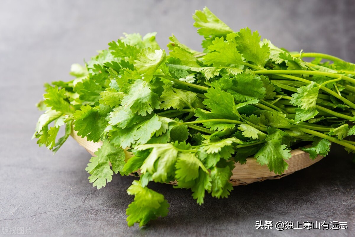 隐藏在厨房里的中药之香菜和薄荷，疏散风热、发表透疹、开胃消食