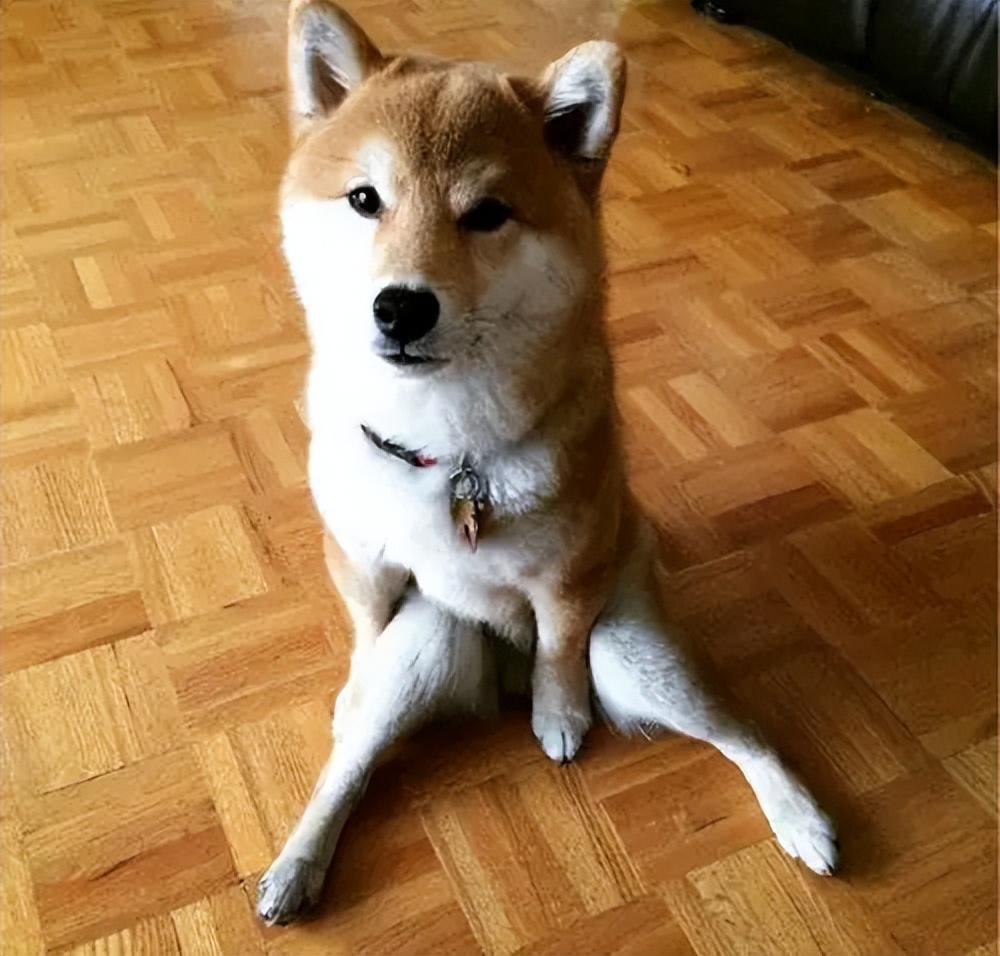 狗狗为什么会叫救命,狗狗表示救命是怎么表示的