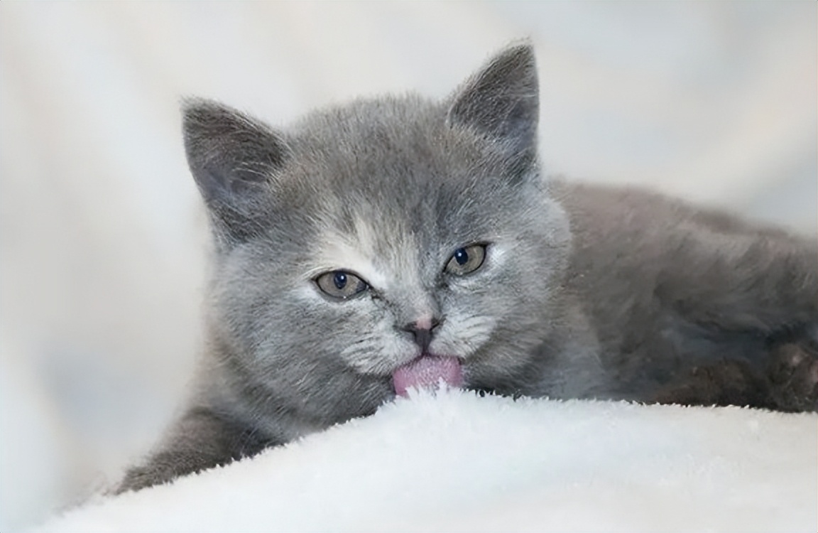 猫咪扣墙皮怎么办,猫咪为啥喜欢啃墙皮