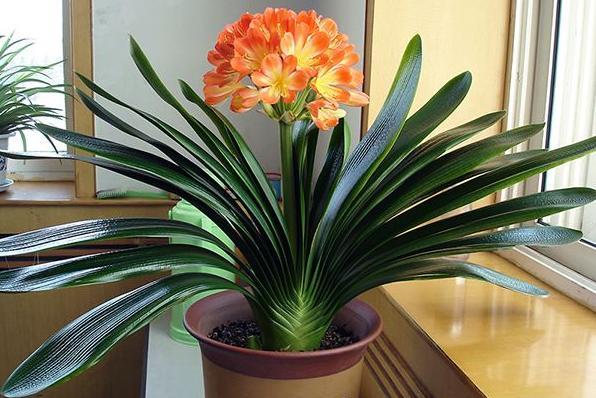家中养三种花养人旺家,养人旺家聚福气的花