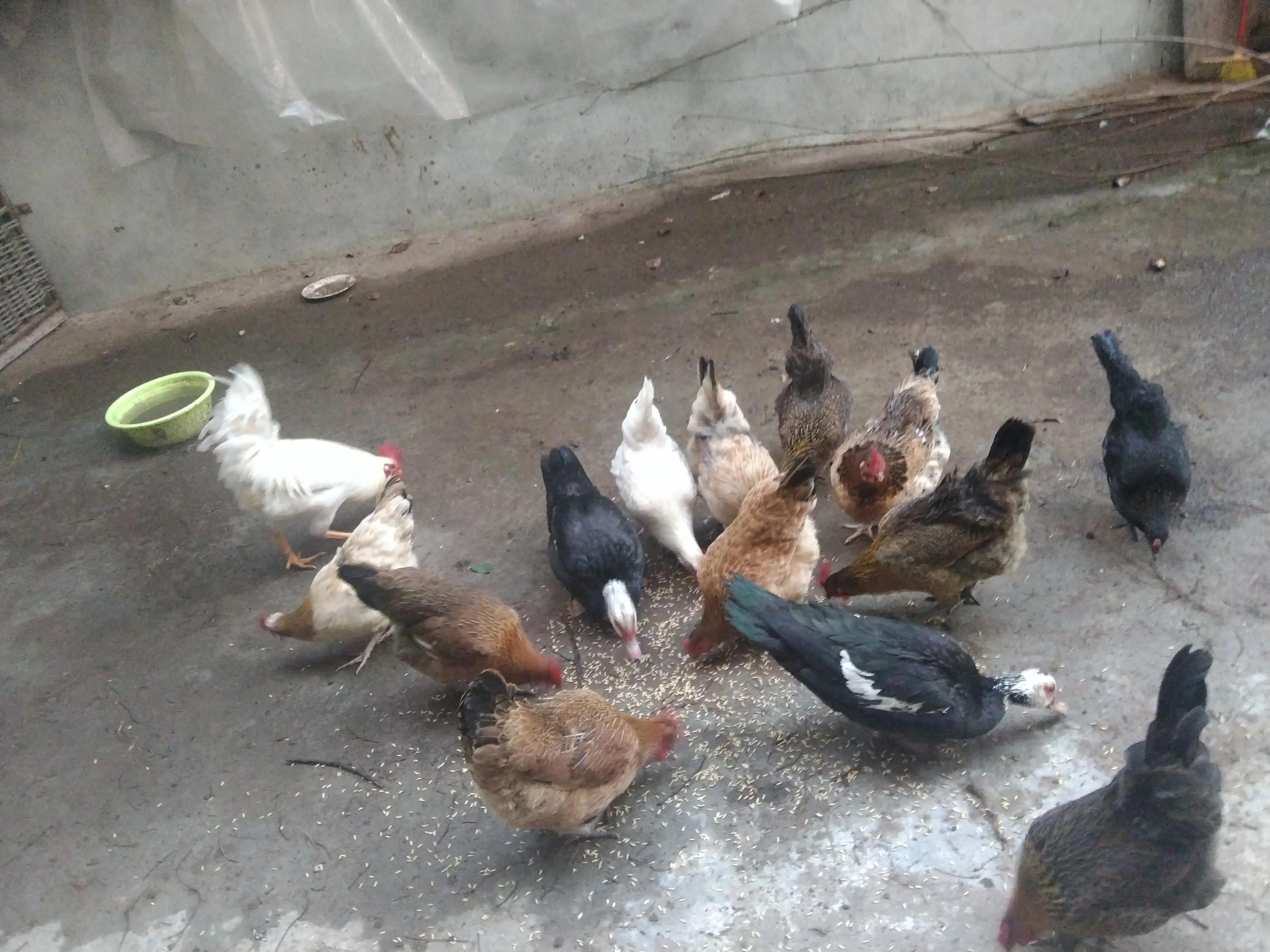 哪个品种的土鸡产蛋量多,散养土鸡公鸡比母鸡多影响产蛋吗