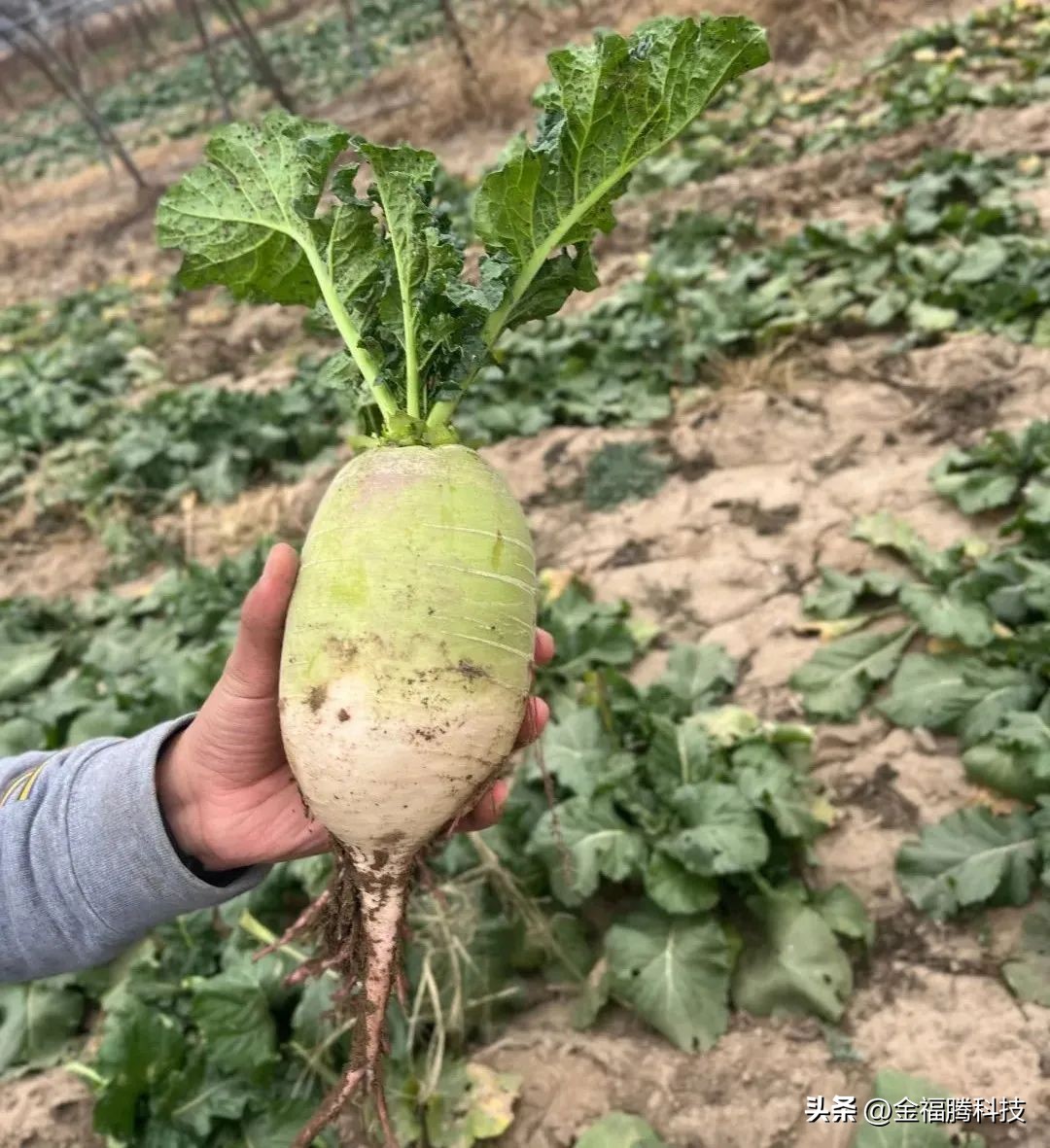 金玉园萝卜熟了~15日采摘期，清甜无辣，原汁原味，自然生长