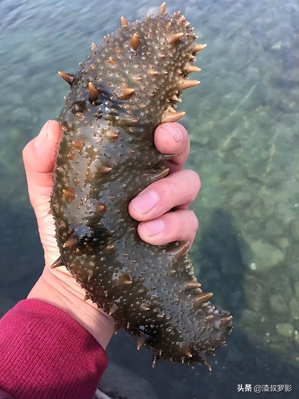男子50元买海鲜发现是海洋活化石,一男子花10万买海参后续
