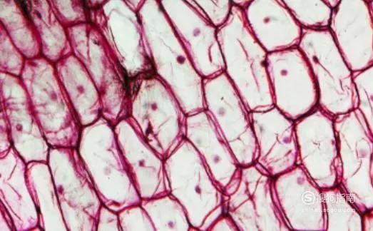 四季沐歌1200ml破壁机,四季沐歌破壁机sz50-1