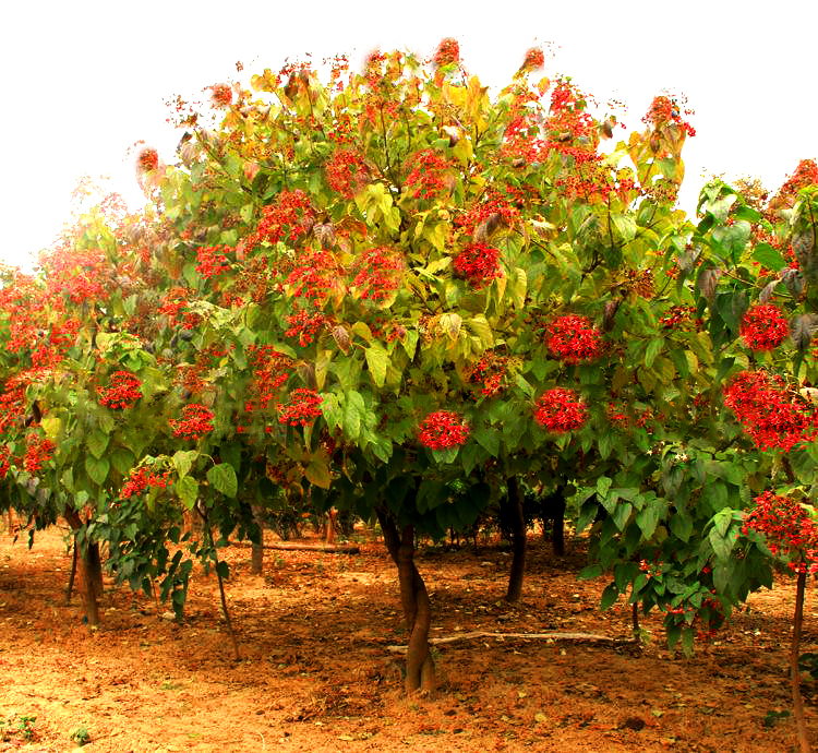 现在市场行情最好的苗木,目前高档苗木有哪些