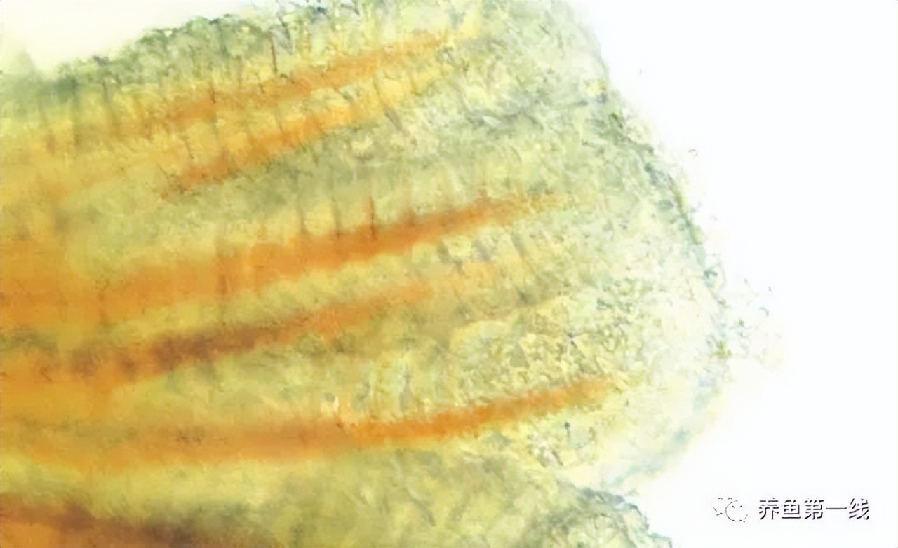 鲤浮肿病毒,CEV：鲤浮肿病研究进展与治疗鲤传染性水肿病的探讨