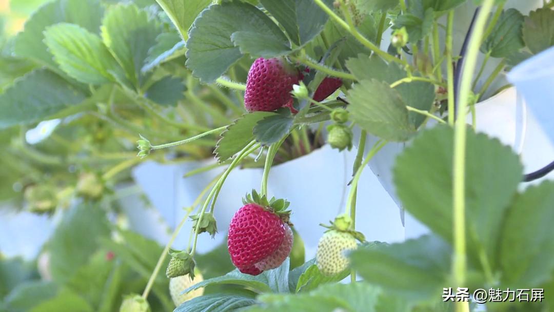 周末打卡地|去看“管道树”上的草莓and去摘冬日的第一颗草莓