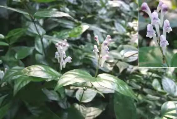 黄芩，药中肯綮，开花甚是好看