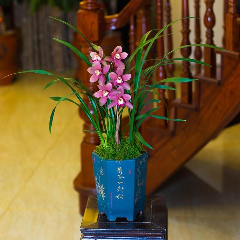 代表富贵吉祥的花草,有寓意的花草名