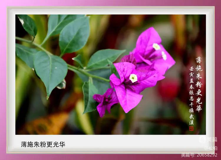 【松柏】（十四）潜情三角梅