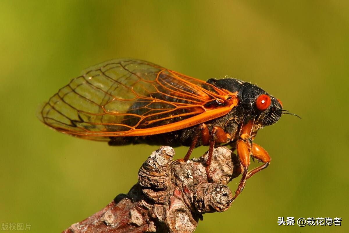 夏至之日话新蝉,杜牧写早蝉的诗,真是方家手笔,不负盛名