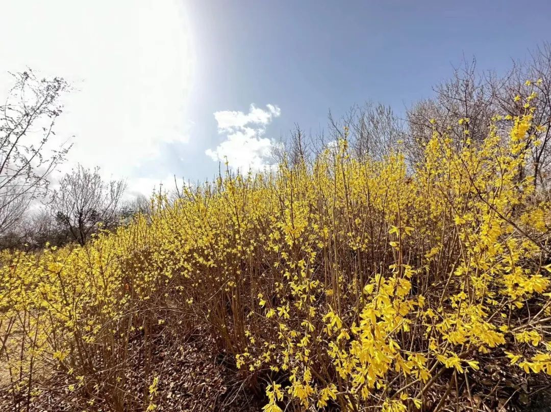 花漾一站式,花漾图们一站式体验春日浪漫