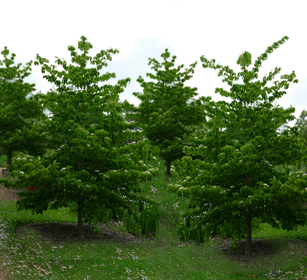 荒山种什么树木经济效益好,山东蒙阴承包荒山10元一亩
