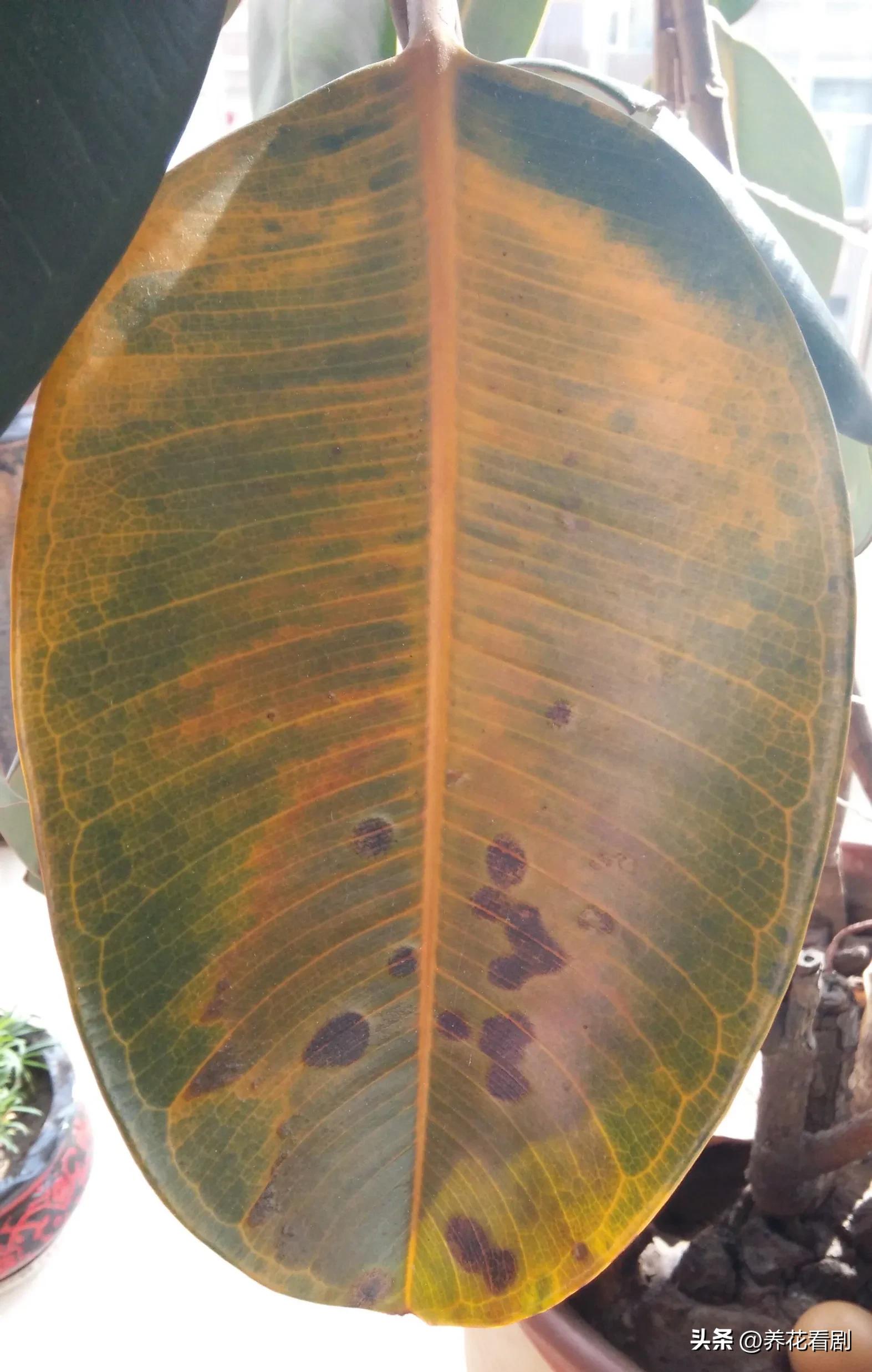 橡皮树叶子东倒西歪,橡皮树黄叶掉叶怎么办视频