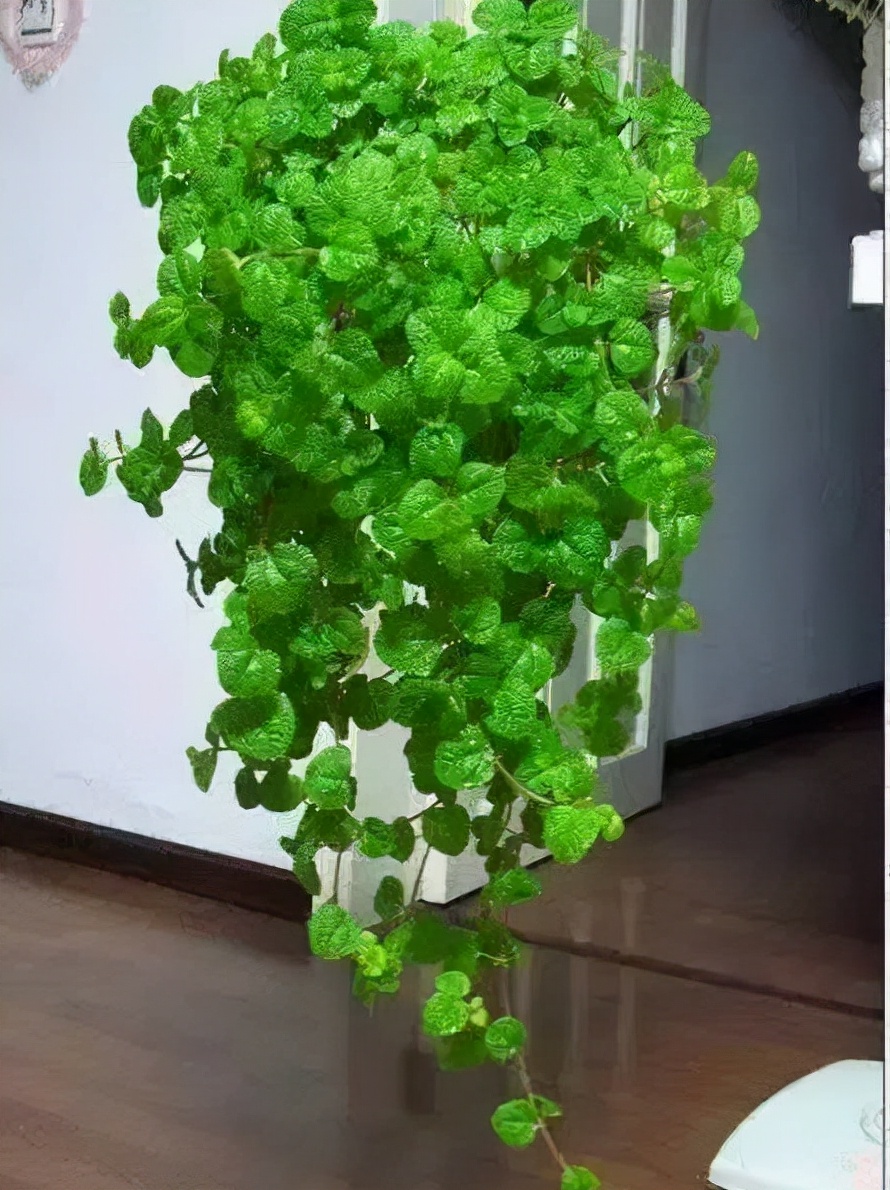 厕所除臭空气清新香氛,厕所吸味盆栽