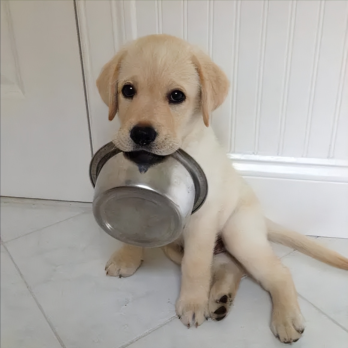 狗最有灵性的三个表现,狗一旦出现5个表现离死就不远了