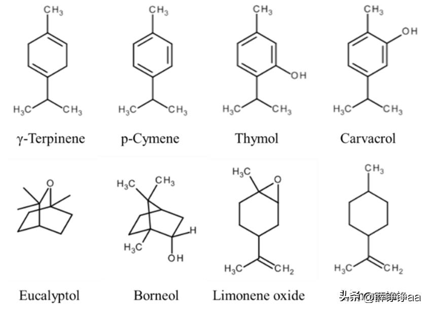 薄荷精油详细介绍,薄荷精油具有温和的能力