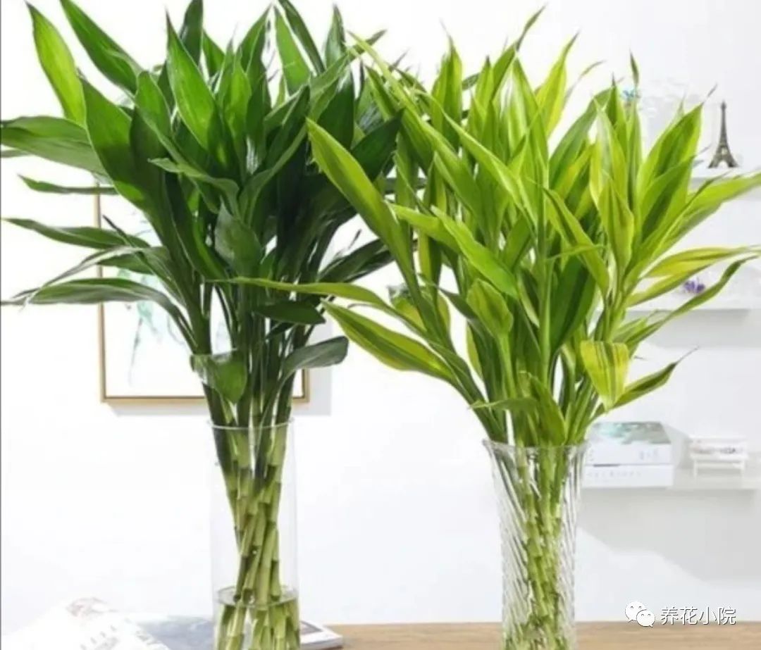 一年四季在客厅都好养的花,一年四季适合室内养又便宜的花