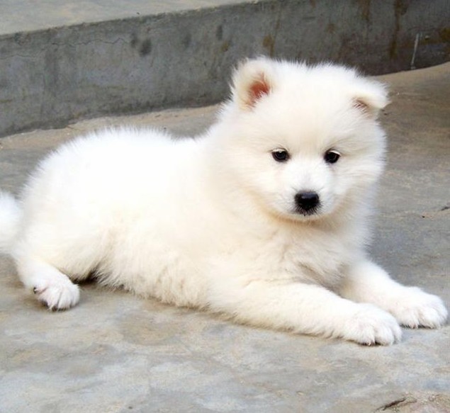 狗狗拉稀是什么原因该如何处理,狗狗拉稀怎么办找对原因对症下药