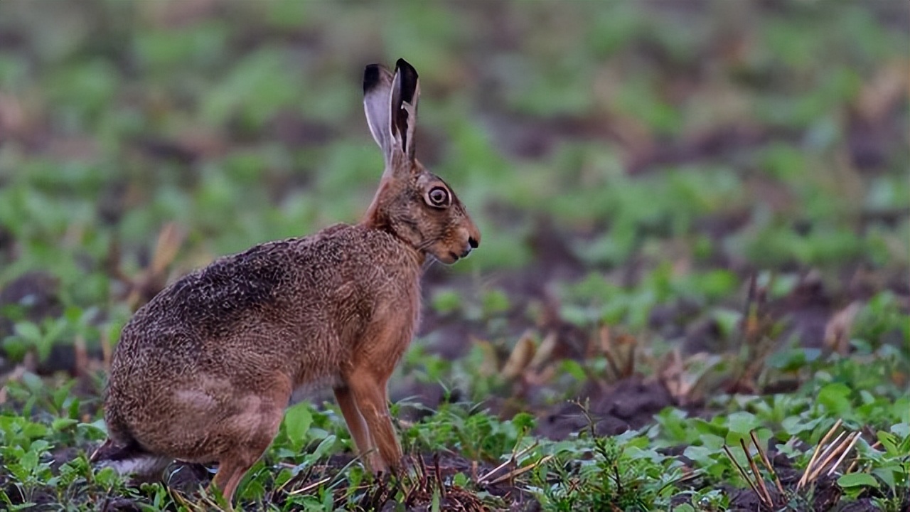 养兔技术与兔疾病防治的关系,养兔生病的症状