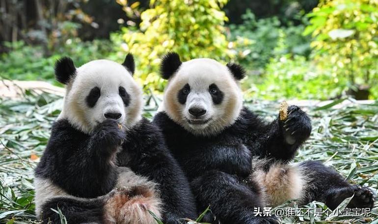 梅清大熊猫小时候去长隆视频,大熊猫梅清短腿