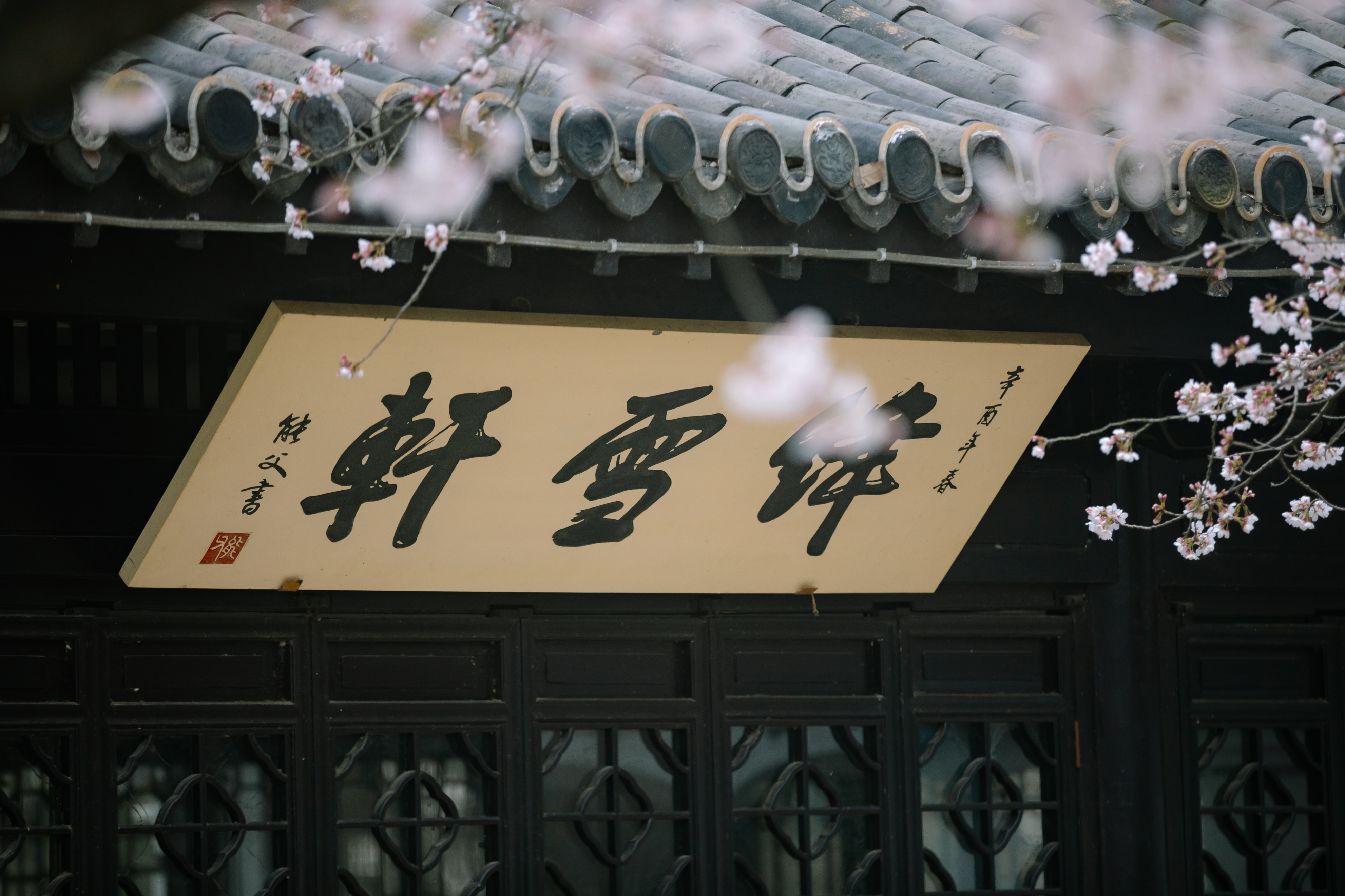 鼋头渚樱花盛宴比日本更令人沉醉,太湖鼋头渚樱花美如画