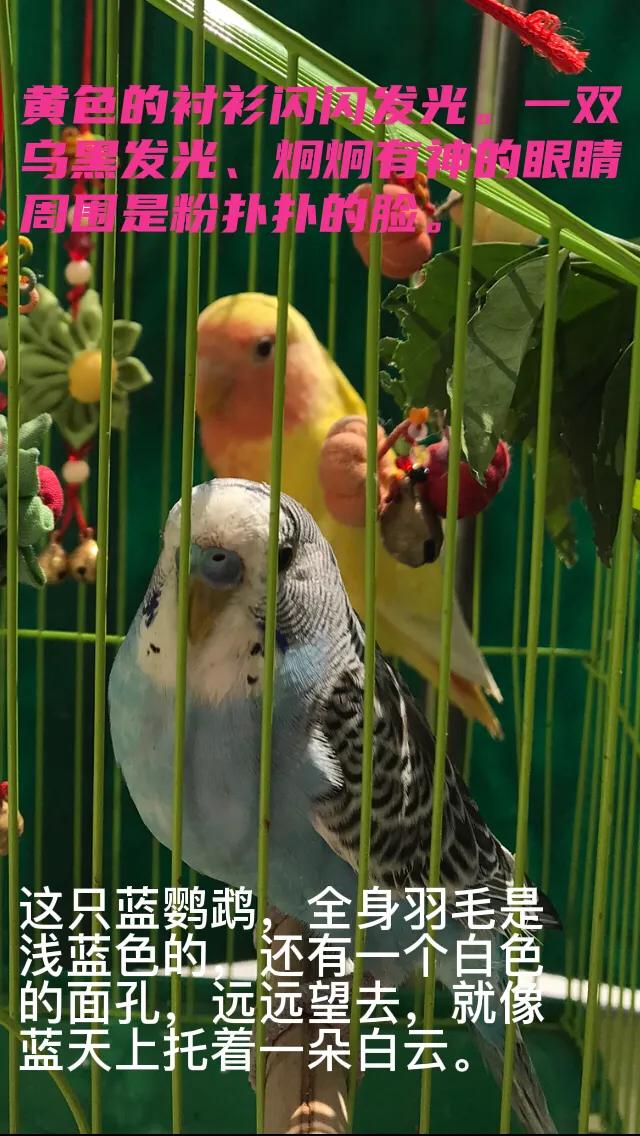 通人性的鹦鹉,通灵性的宠物鸟