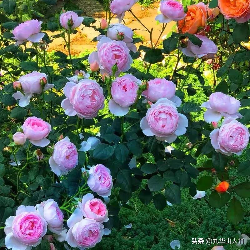 藤本月季品种列表,小型的藤本月季品种