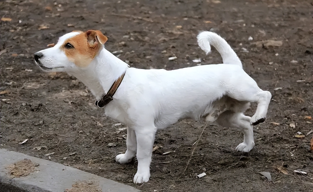 狗狗尿黄是什么原因分析,狗狗尿黄是什么原因引起的