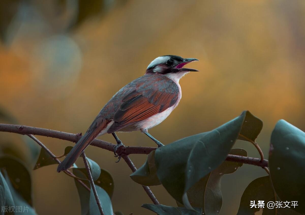 吊儿郎当读音,吊儿郎当代表什么