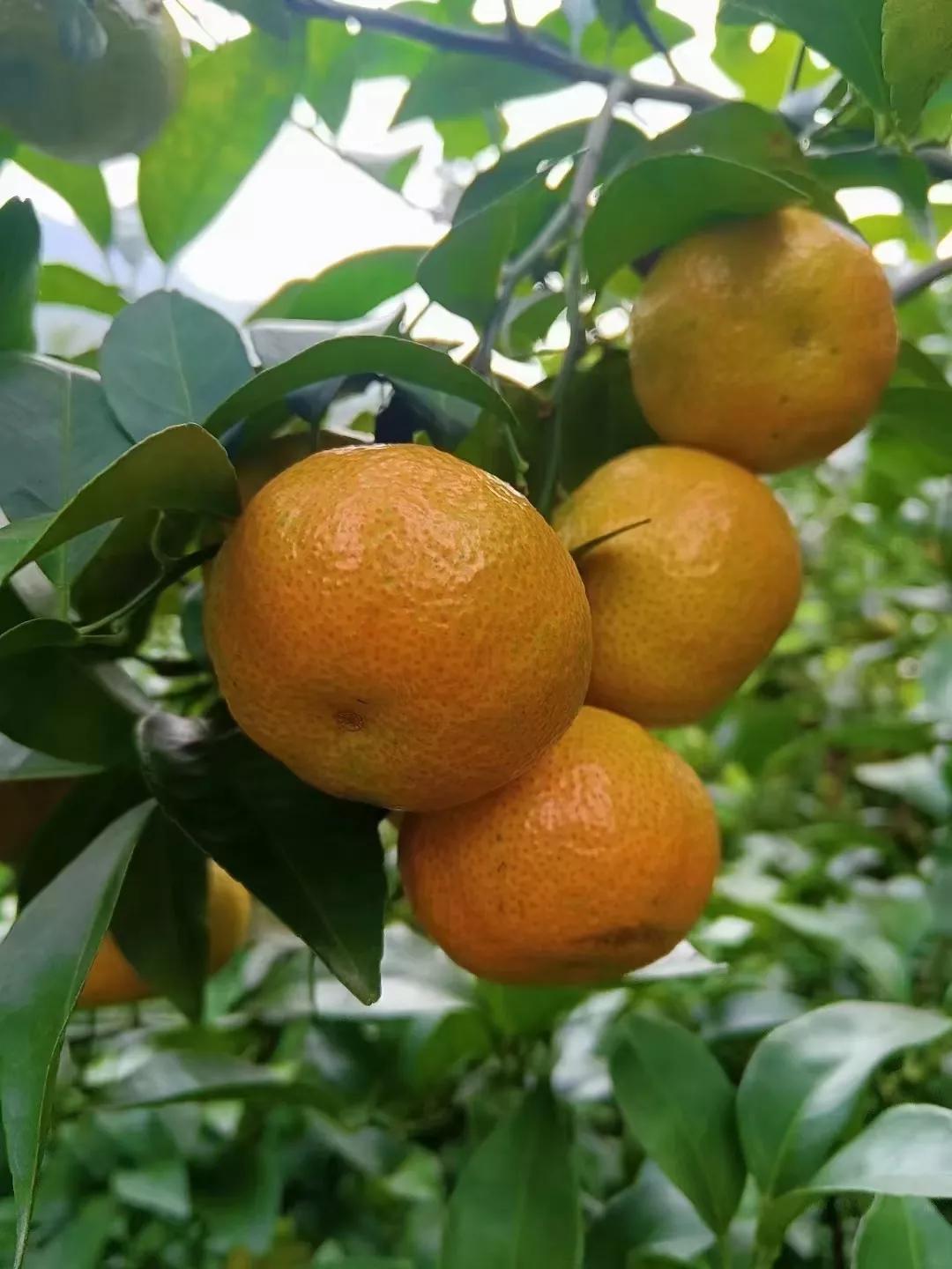 西林沙糖桔有多少,西林县沙糖桔特色