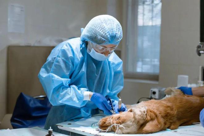 带薪撸猫遛狗,带薪撸猫日常