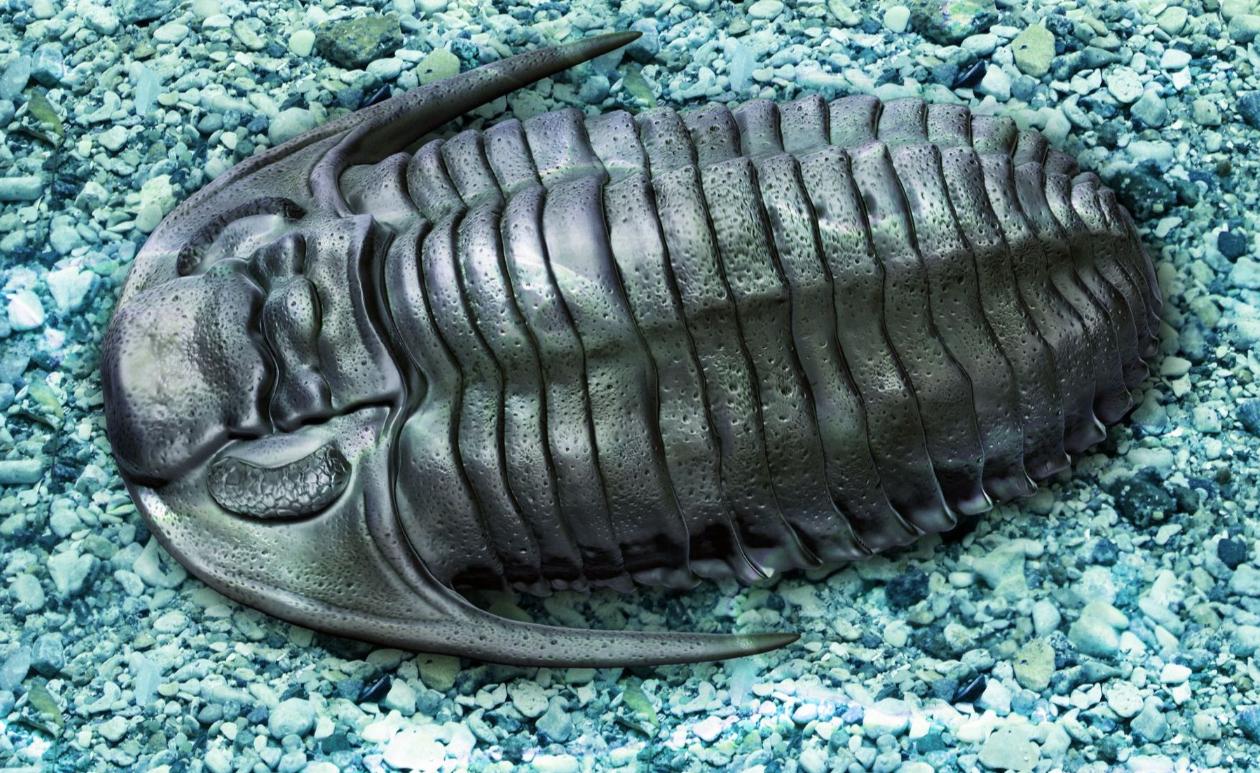 山东三叶虫化石真假,三叶虫远古生物图片