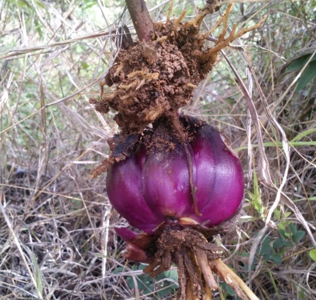 可以吃的野菜大全100种图解,教你认识100种野菜